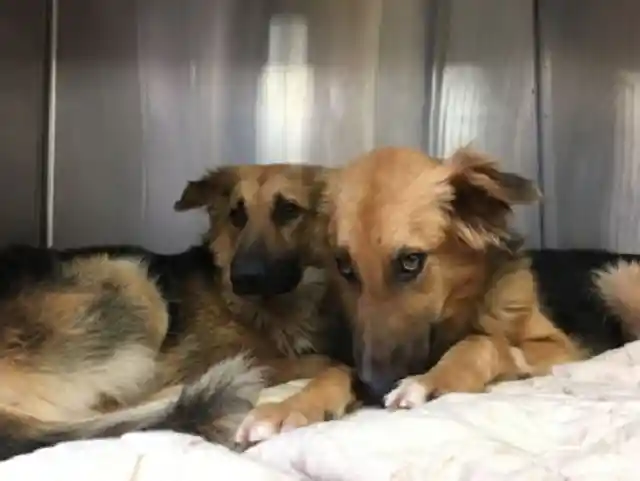 Scared Shelter Dogs Can't Stop Hugging Each Other