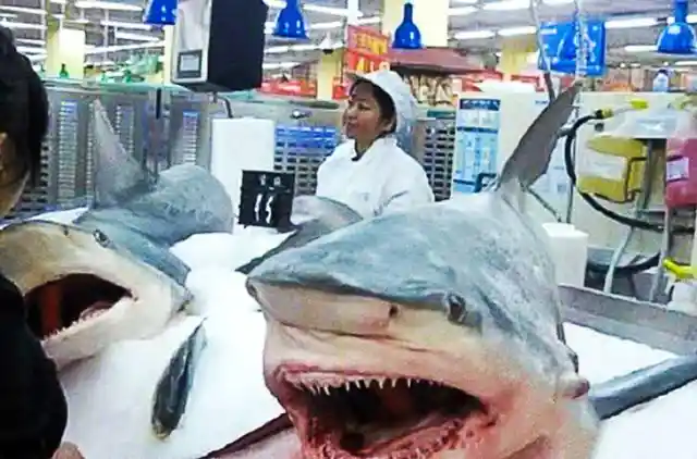 Whole Sharks For Sale