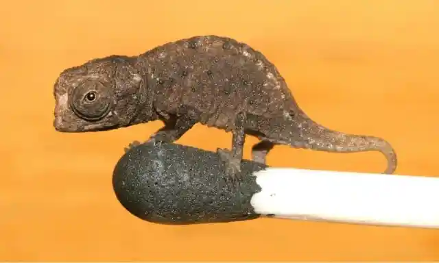 Brookesia Micra Chameleon