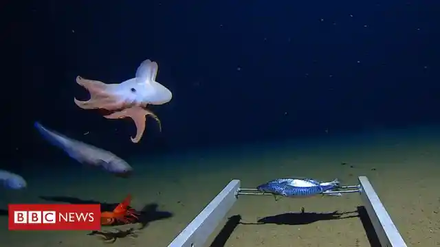 Ever Wondered How The World's Deepest Octopus Looks Like?
