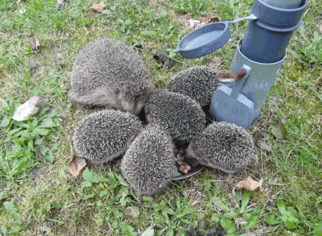 Eight Hedgehog Babies Were Saved By An Unexpected Surrogate Mother