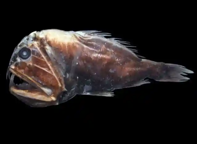 Strange Sea Creatures You Won't Believe Actually Exist