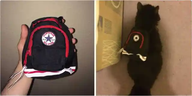 #23. The Catpack