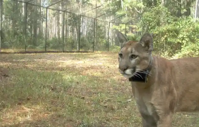 Florida Panther Gets Back To The Wild After 10 Months Of Rehabilitation