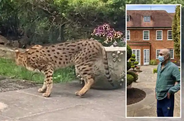 Man Claims London Cat On The Loose Is Actually A Cheetah