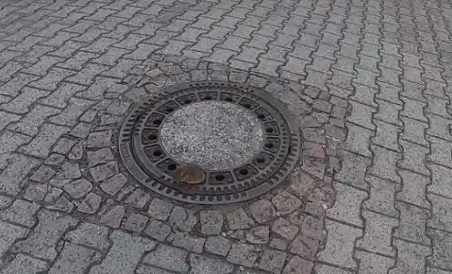 Chubby Rat Stuck In Sewer Cover Didn't Think Anyone Would Stop To Help Him