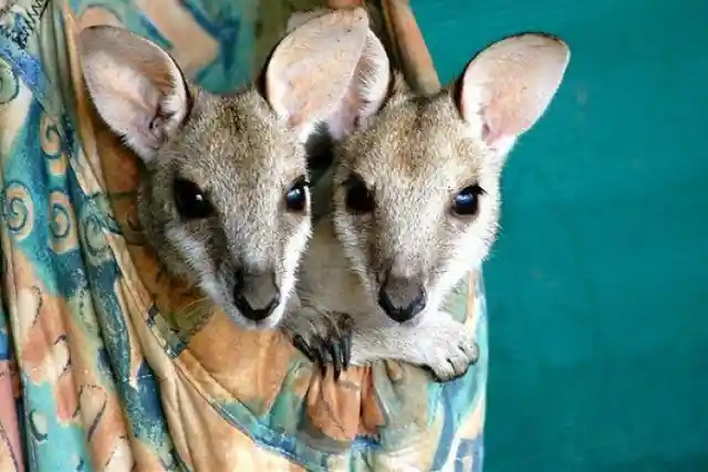 Kangaroo Haven Wildlife Rescue