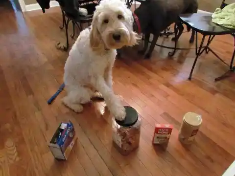 A Dog With Superpowers