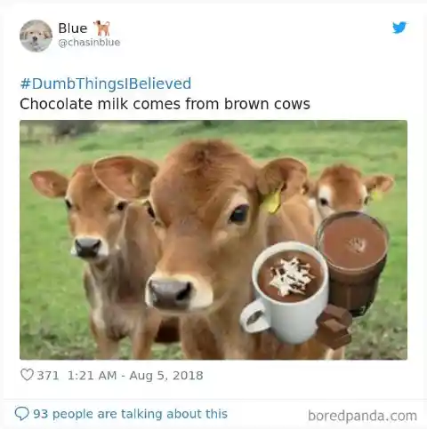 Chocolate Milk Cows
