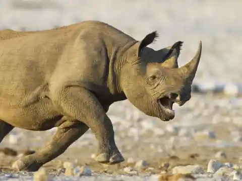 Rhino Gone Mad