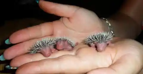 #13. Prickly Babies