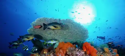 Diverse Marine Life