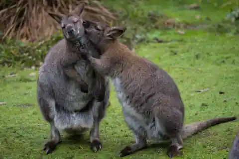 #21. Kangaroo Kisses