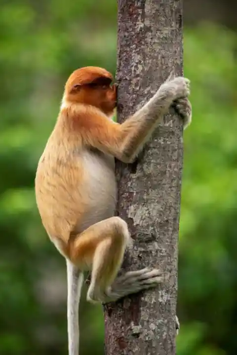 Tree Lover