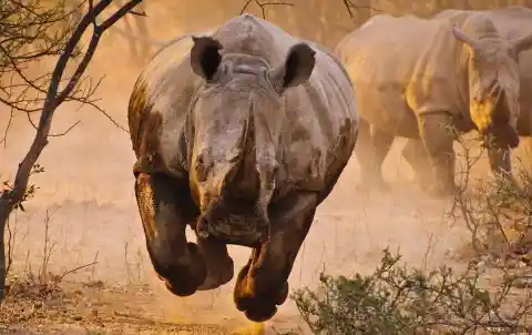 Threatening Rhino