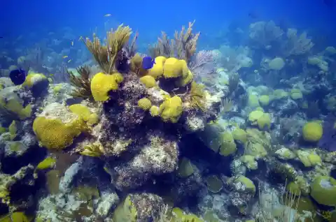 #19. Distribution Of Coral Reefs