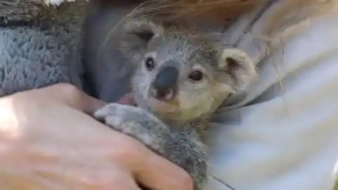 The World's Favorite Koala