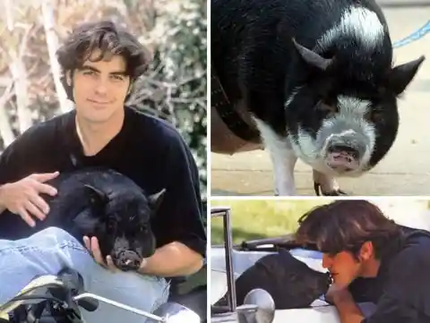 #8. A Pig Saved George Clooney