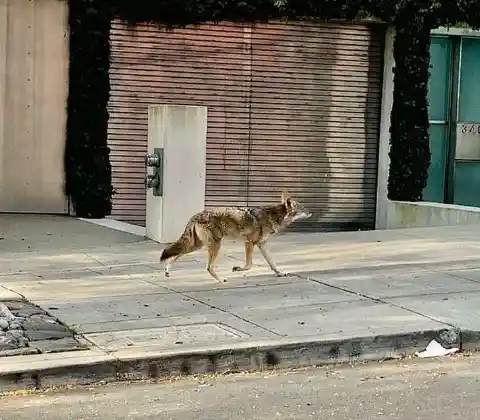 #14. Coyotes In San Francisco