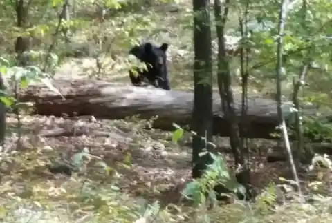 Bear Attacks Hiker