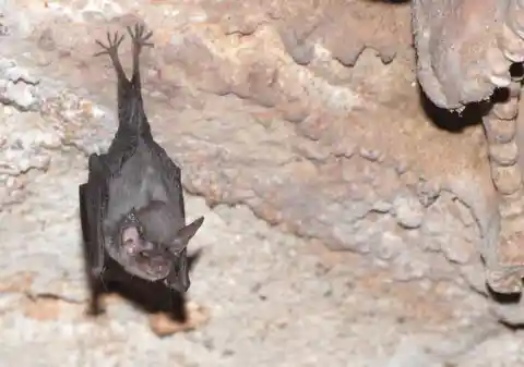 Bumblebee Bat