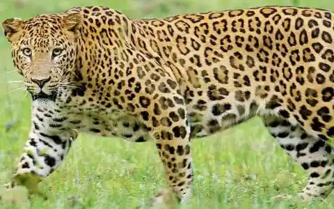 #20. Spotted Leopards
