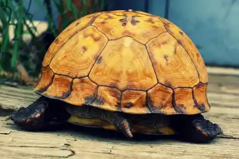 Turtles Breathe Through Their Butts