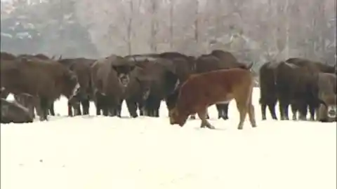 A Small Bison Population