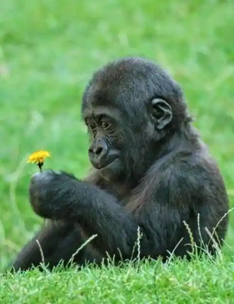 Baby Gorilla