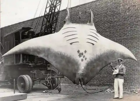 Giant-Sized Manta Ray