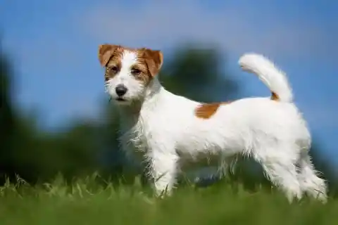 #12. Jack Russel Terrier