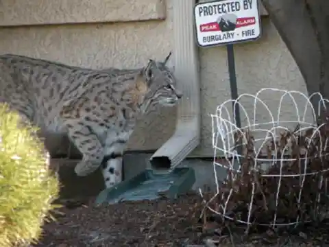 6. The Bobcat Was Back