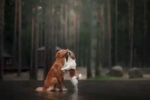 #6. Terrier-Retriever Power Couple