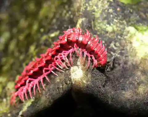 #5. Dragon Millipede