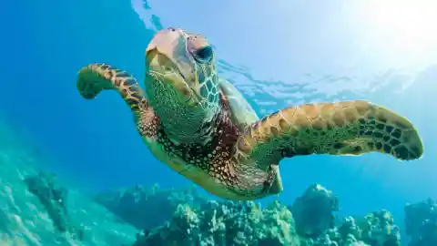 #21. Green Sea Turtle