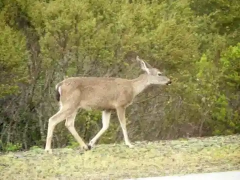 A Deer In The City