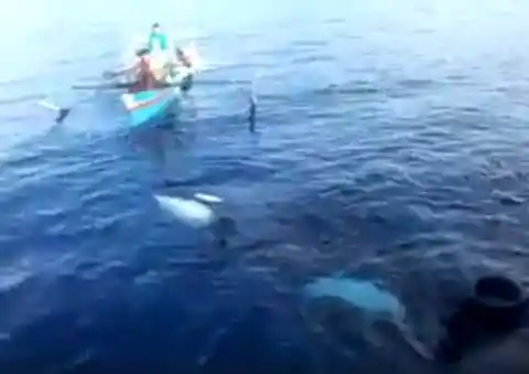Whale Stranding Indonesia