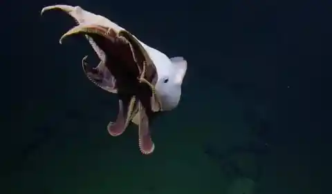 The Umbrella Octopus