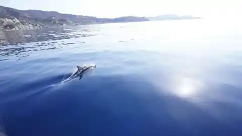 #2. Dolphins In Lebanon
