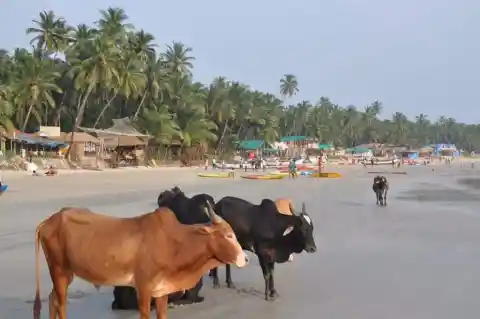 Cows At Goa, India