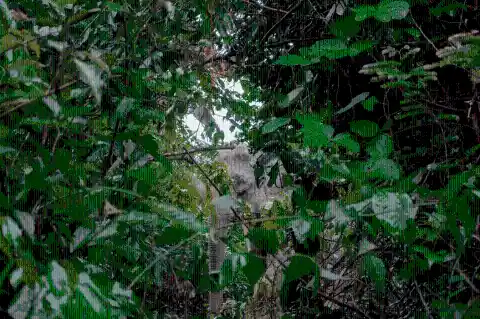 #21. Stranded In The Forest