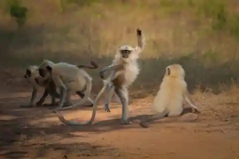 Kung-Fu Langur