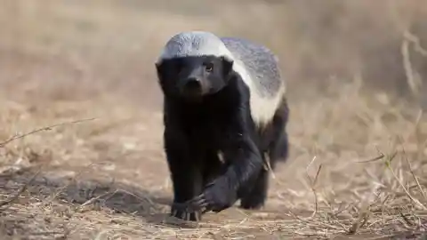 #18. Honey Badger