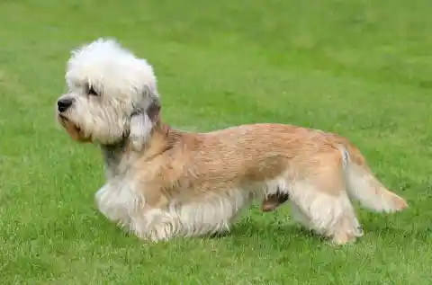 Dandie Dinmont Terrier