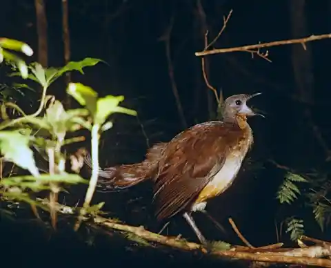 #8. Lyrebirds