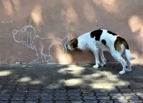 Dog With No Manners