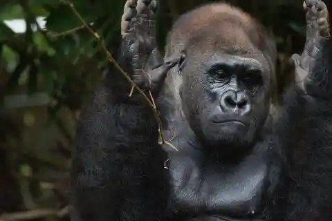 #7. Apes Are Basically Toddlers