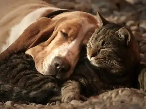 #2. Ultimate Cat-Dog Cuddling