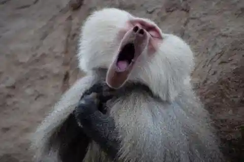 Hamadryas Baboon