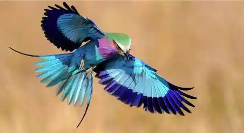 #30. Lilac-Breasted Roller